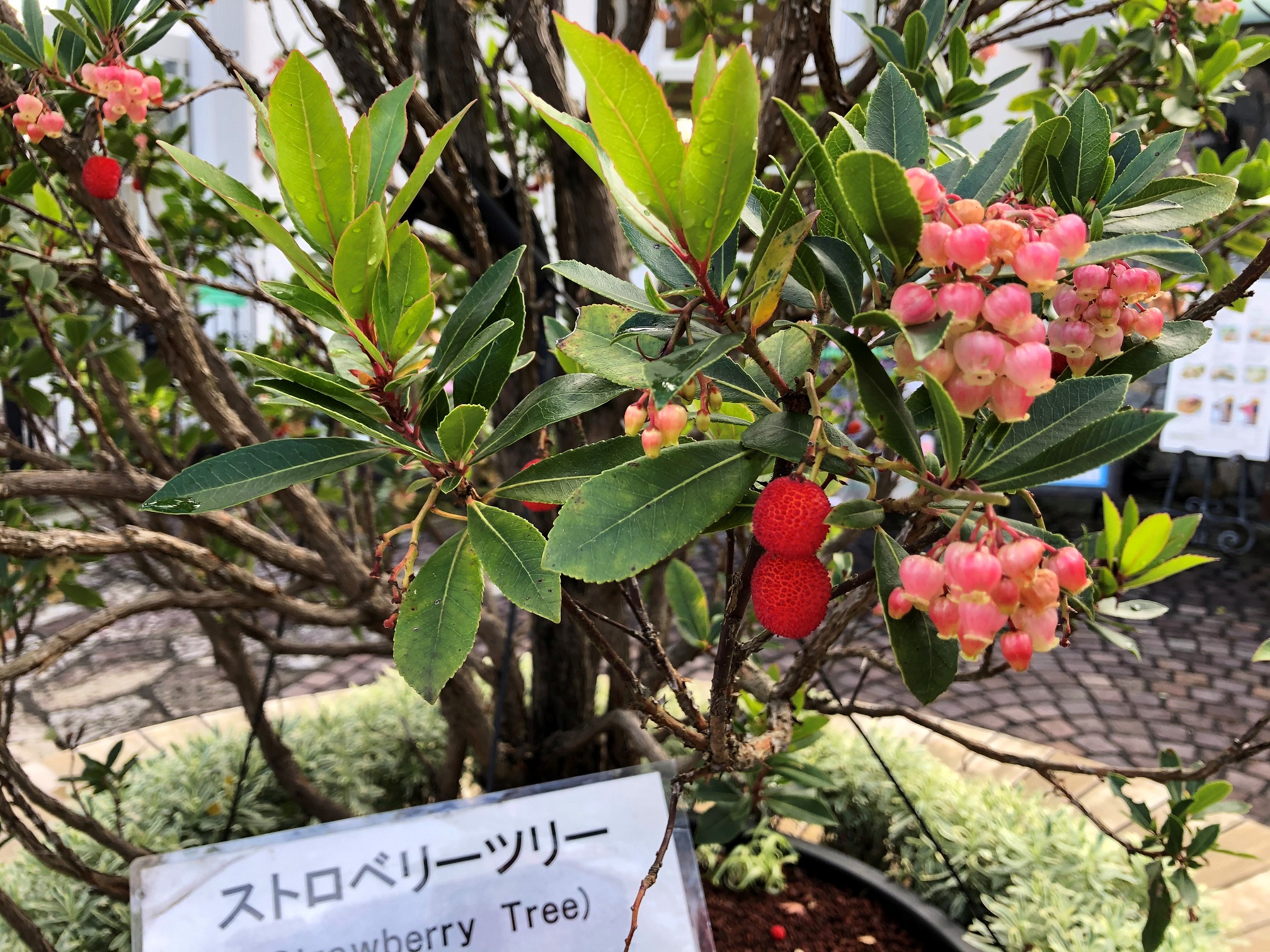 ストロベリーツリー 箱根つつじ荘