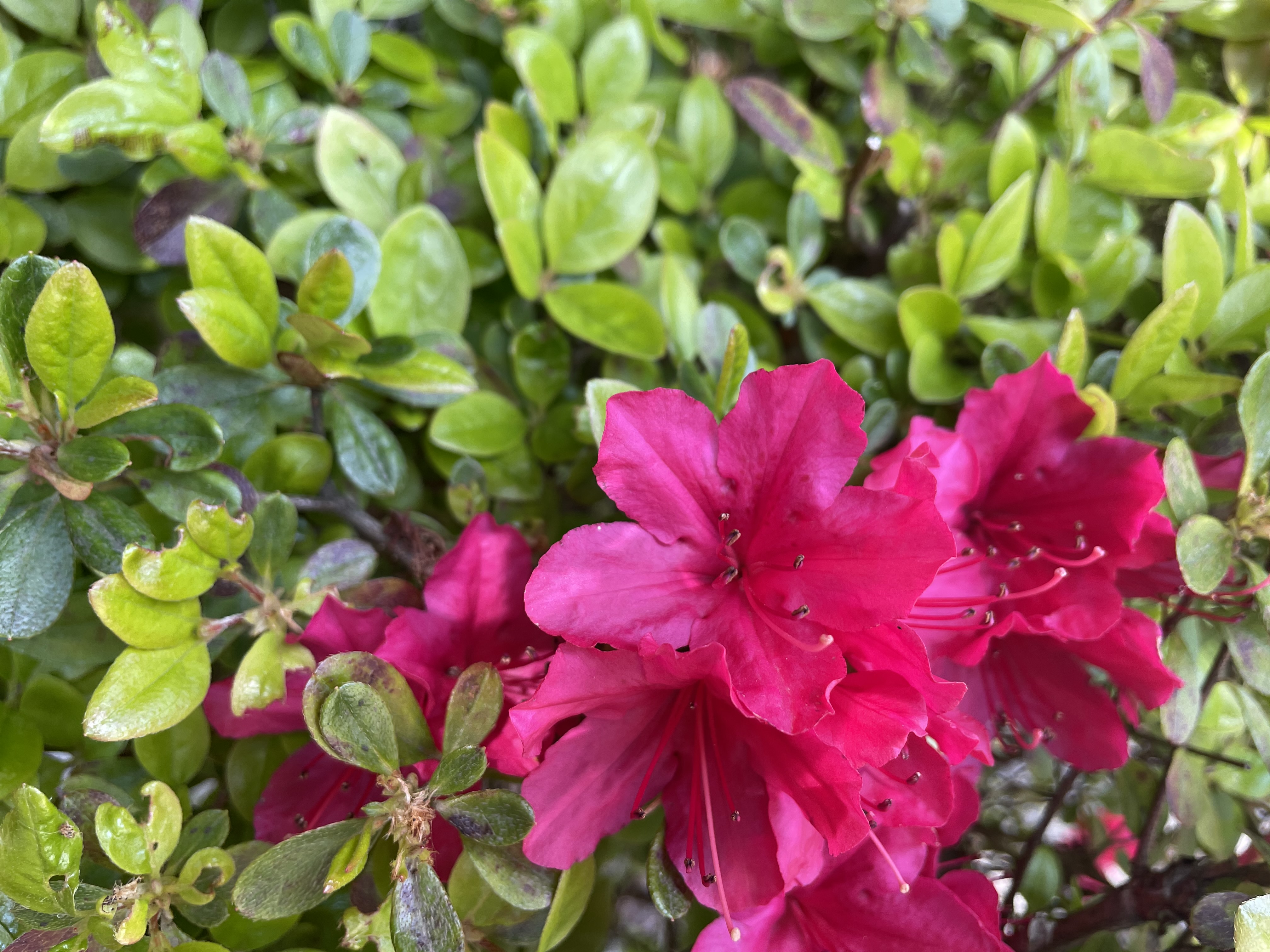 つつじ荘の花 其の五 箱根つつじ荘 つつじ荘の花 其の五 箱根つつじ荘