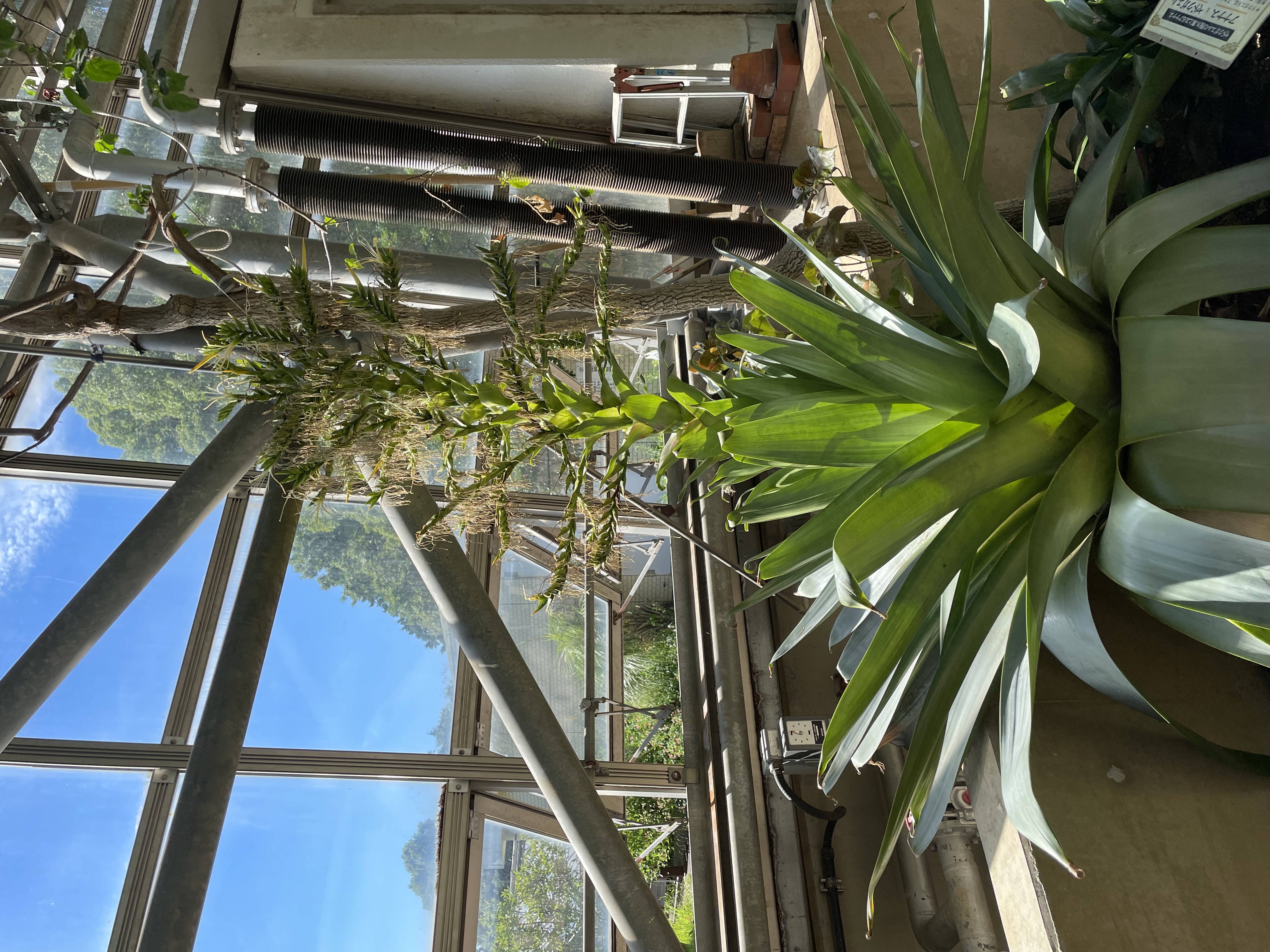 10年に一度開花する 皇帝アナナス の花 箱根つつじ荘